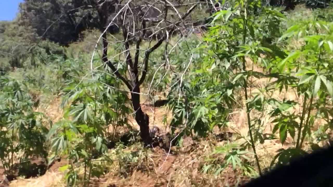 30,000 plant guerilla grow