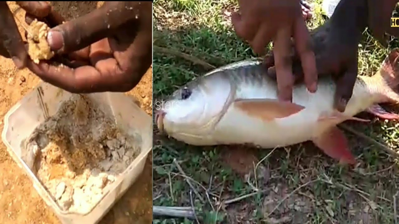 Easy hook bait for carp anglers,rohu, mirgal and katla fishing