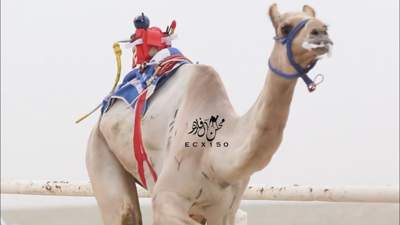الجابريه : فاضل ظفر راشد الهاجري