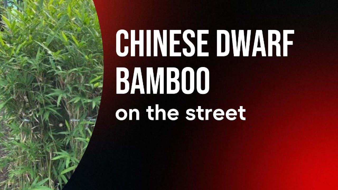 #education -What is Chinese Dwarf Bamboo? Irvin Rey  TV is live! READ THE DESCRIPTION SECTION