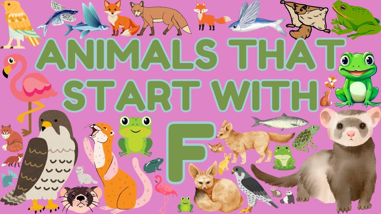 Alphabetical Animals for Children & Kids | Letter F | Eager Minds Academy