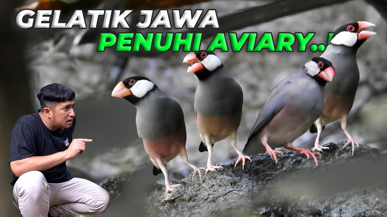 TAMBAH BURUNG GELATIK JAWA, AVIARY RAME BANGETTT.!!