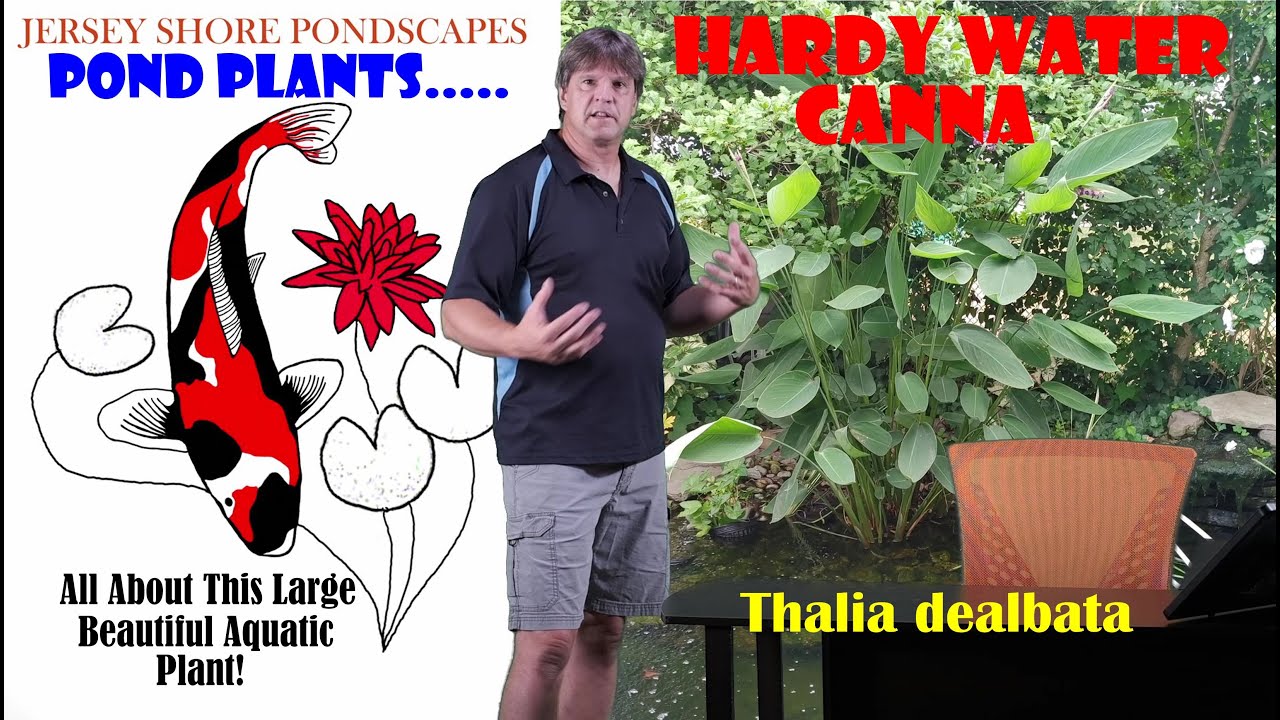 Aquatic Pond Plants:  Hardy Water Canna (Thalia dealbata)