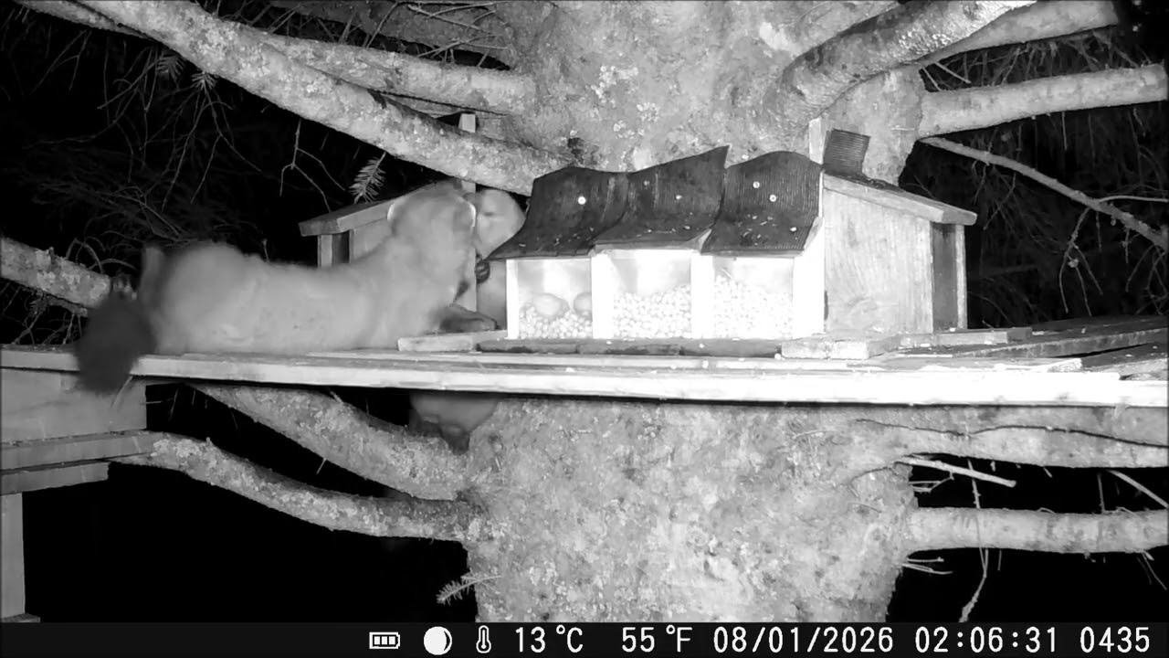 Two pine martens playing at Frugaldom 07/01/26 #pinemarten #scottishwildlife