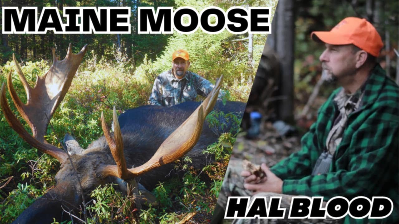 Hal Blood's 2013 Maine Moose Hunt | Big Woods Bucks
