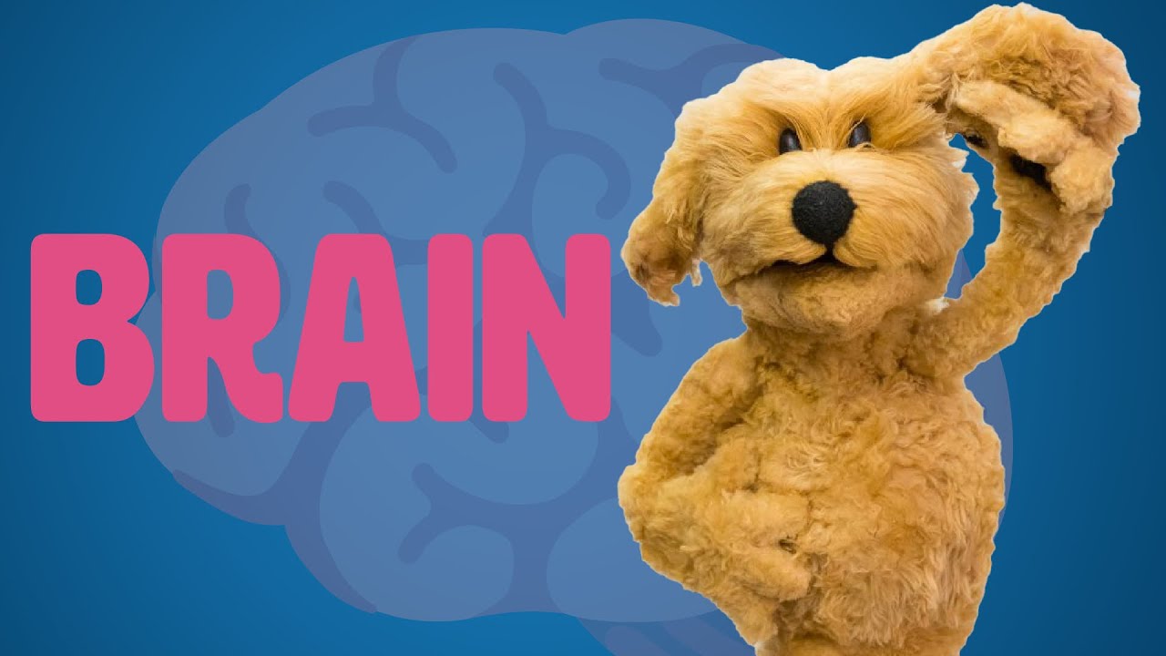 How To Make A Puppet Brain! - Puppet Building 101