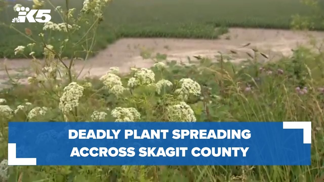 Deadly plant spreading across Skagit County