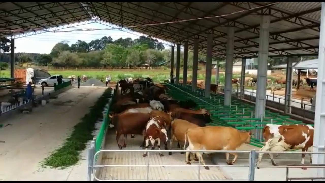 Cows enter a new flexible barn in Brazil