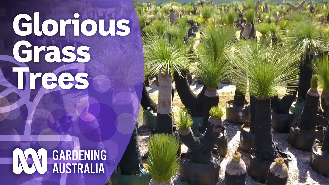 Grass trees – care tips and cultural knowledge from three Xanthorrhoea experts | Gardening Australia