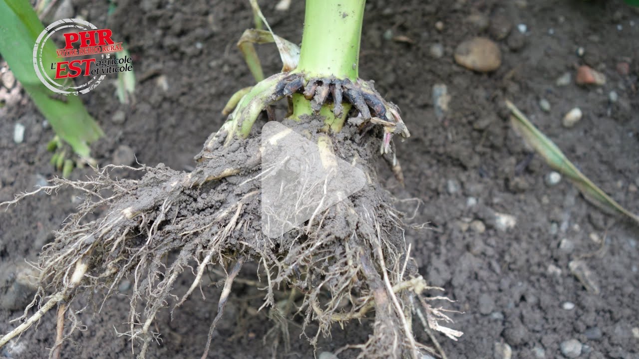 Chrysomèle du maïs : 2022, l’année des premiers dégâts ?