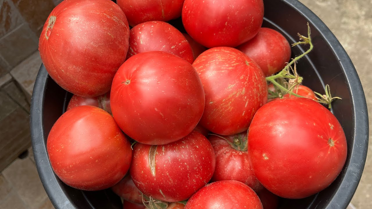 На 26.08.2025г.ще изпратим семената от доматите