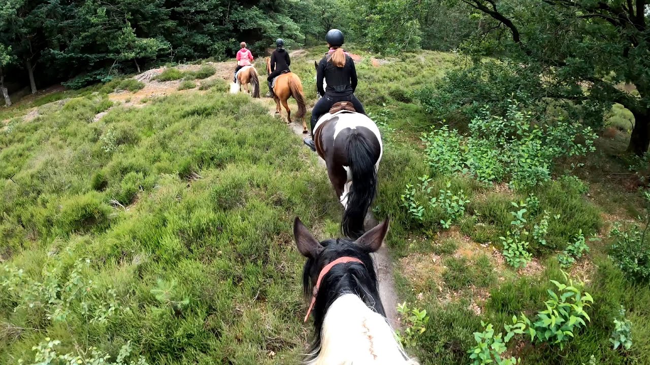 [GoPro] Fjordenpaard | Week 1 2020
