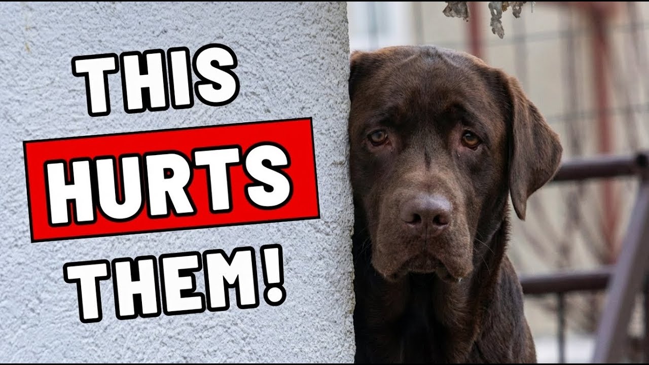 10 Everyday Things That HURT Your Dog’s Feelings