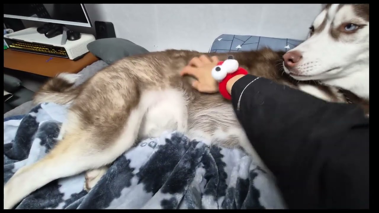 몽총이 ㅋㅋㅋㅋ#husky #siberianhusky #redhusky#렉돌고양이 #먼치킨 #조별이 #조달이