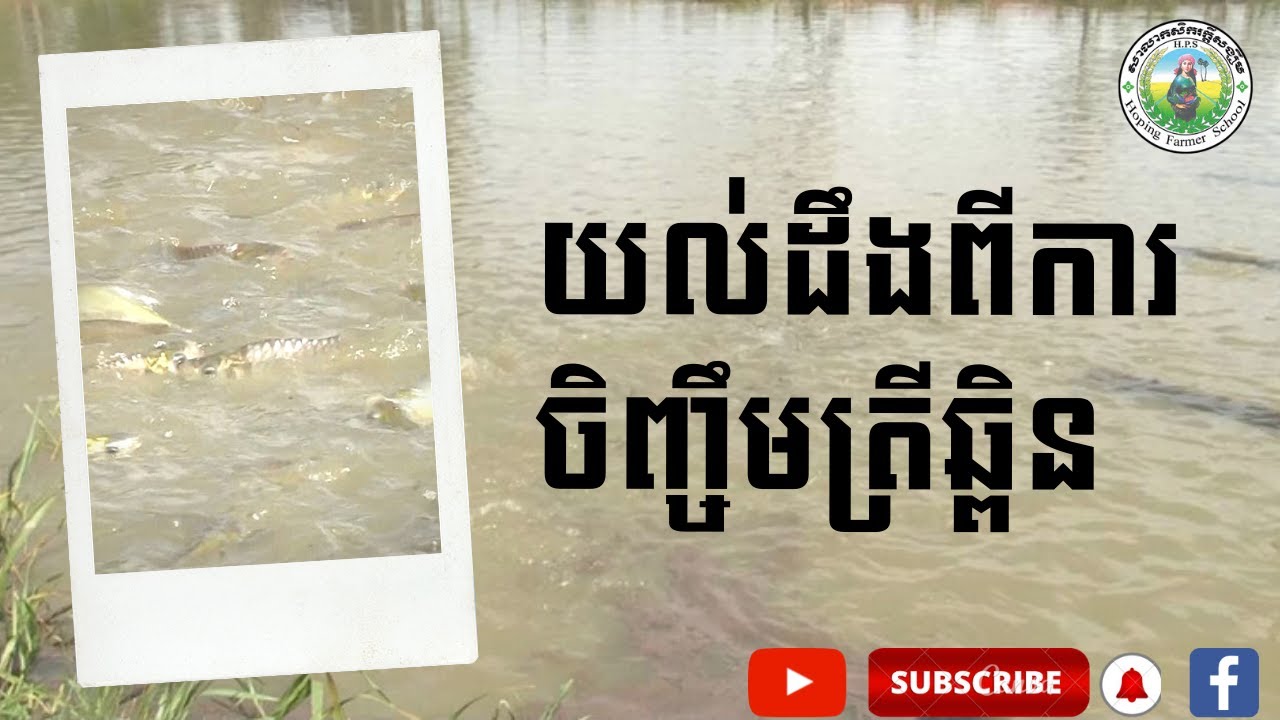 ការចិញ្ចឹមត្រីឆ្ពិន