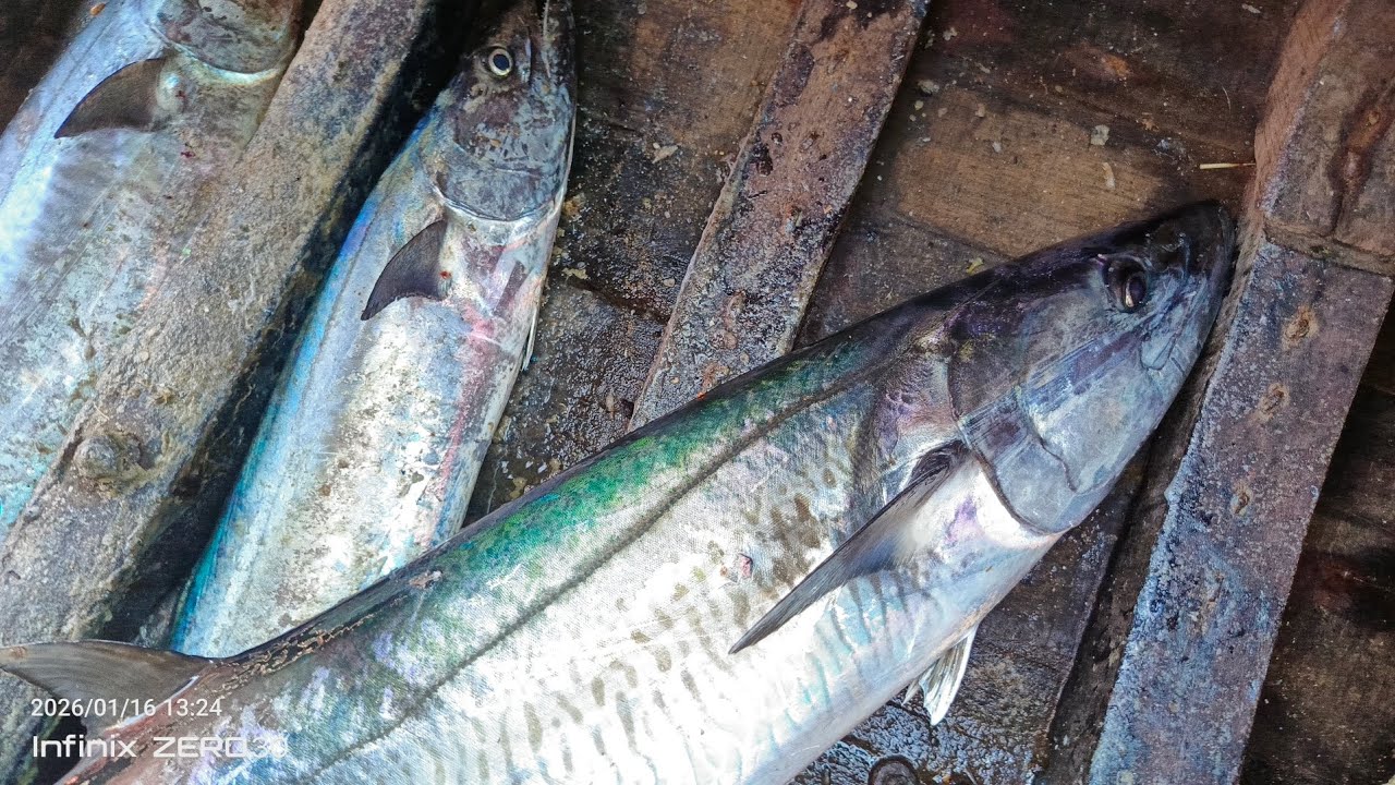 16/1/26 program charna island🎣🎣 trawling⛵⛵⛵ Ar king fishing group