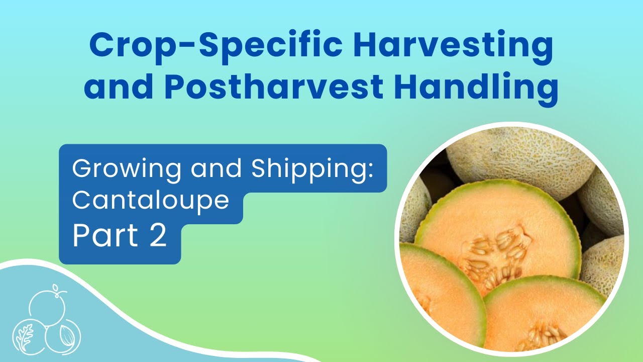 California Cantaloupe: Growing, Handling, and Shipping | Part 2