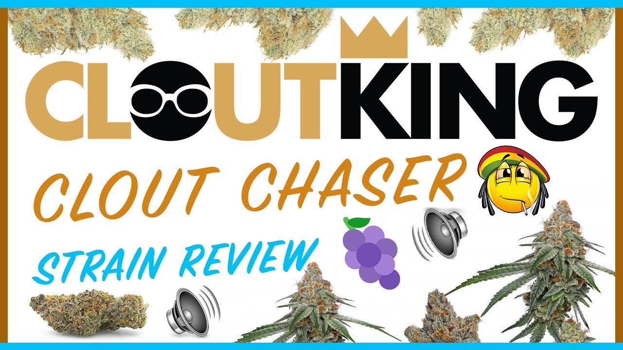 Clout Chaser Strain Review | CLOUT KING
