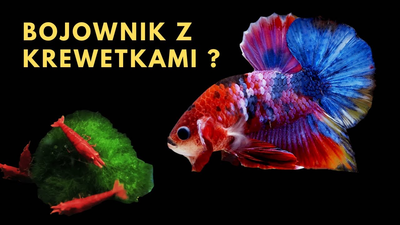 Czy warto mieć krewetki z bojownikiem ?