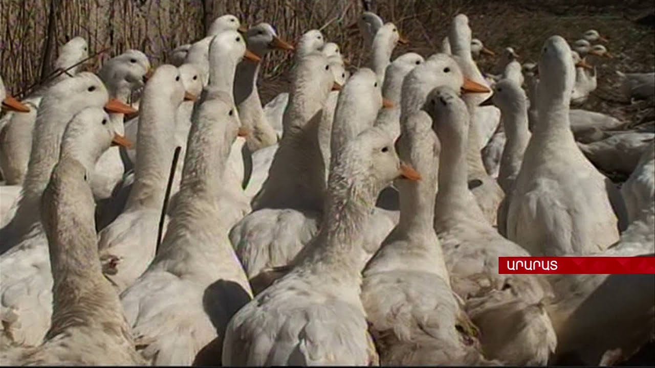 Պեկինյան բադերի կենցաղը Հայաստանում
