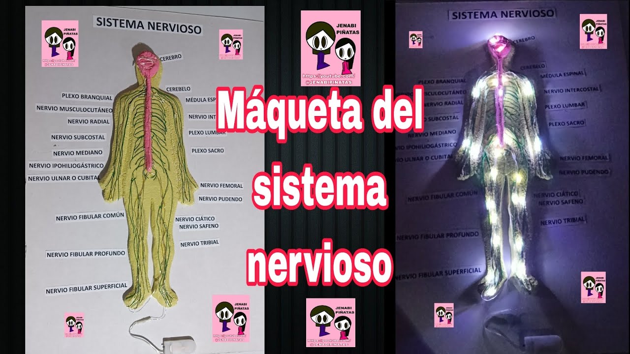 Maqueta del sistema nervioso con luz, DIY , facil y rápido.