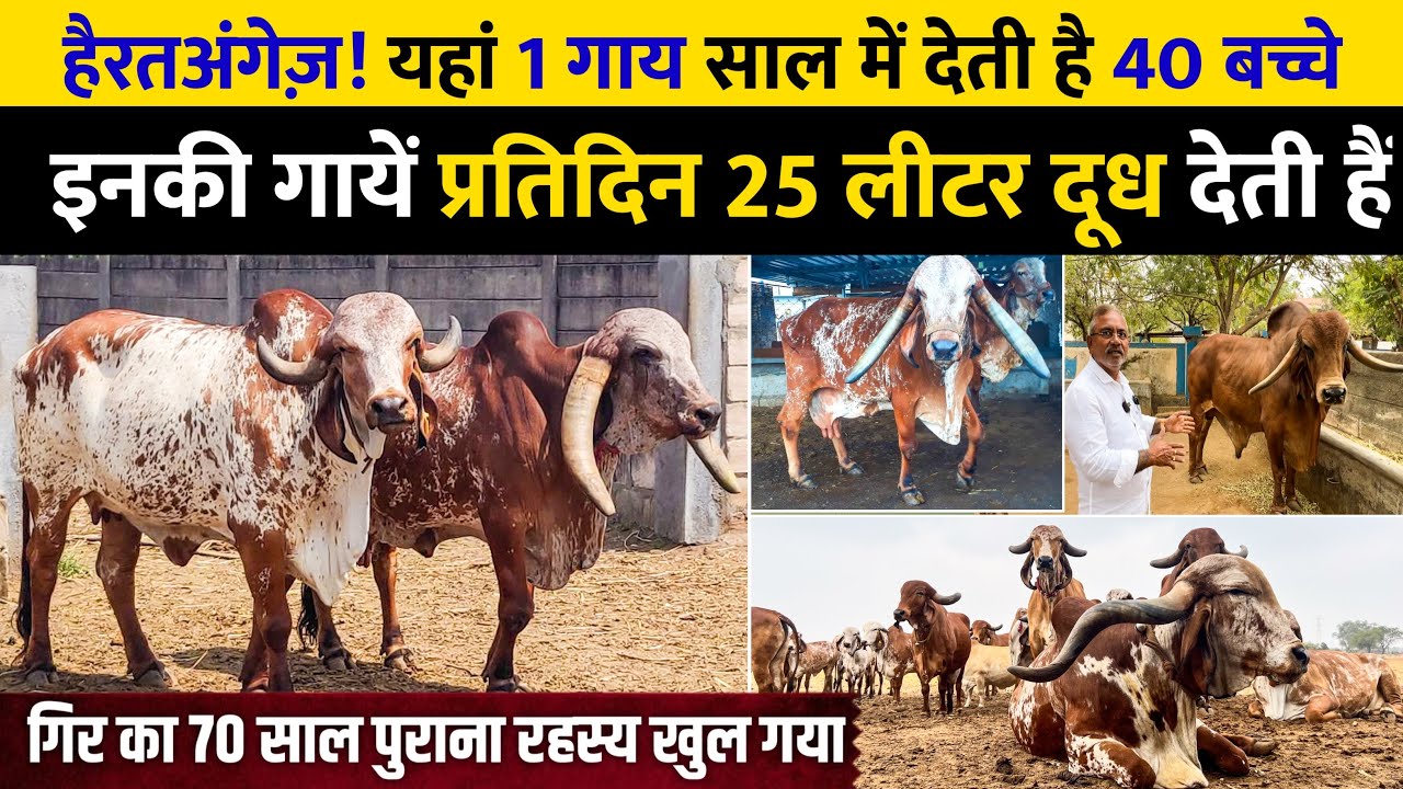ब्रीडर है या जादूगर 🤔 12 Litre की गिर गाय 25 Litre की बना देता है 👌 1 गाय साल में देती है 40 बच्चे