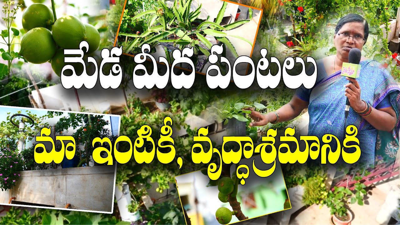 టెర్రస్ గార్డెన్ కూరగాయలు - ఇంటికి - వృద్ధాశ్రమానికి || Terrace Gardening || M Raghunath - Lakshmi