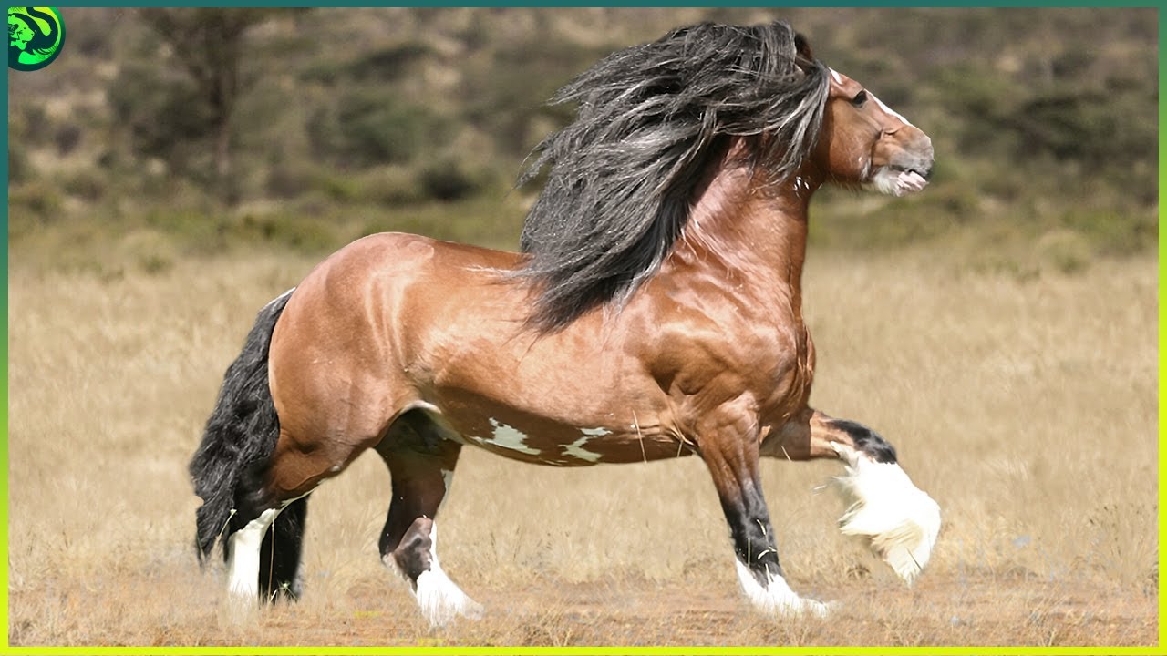 Las 12 Razas de Caballos Más Poderosas del Mundo