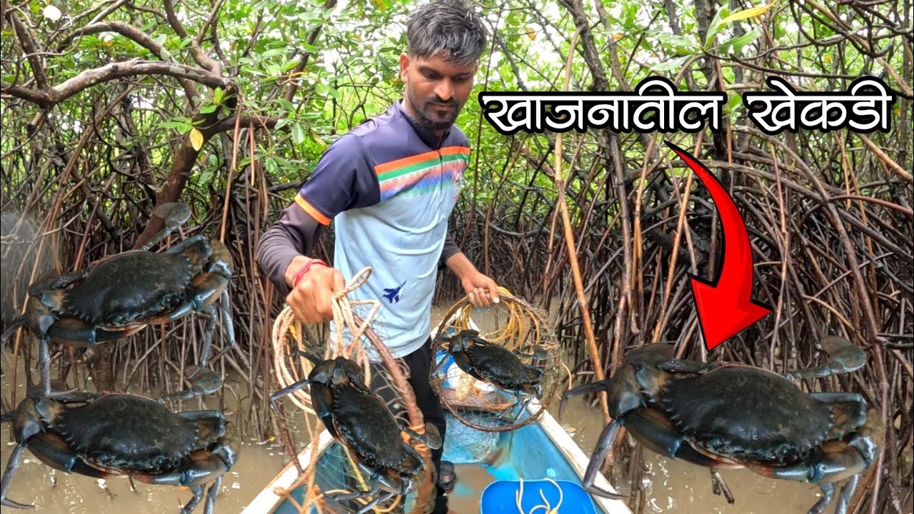 खाजनात पकडली मोठी मोठी खेकडी 🦀#crab #mudcrabs #crabscatching #fishing #fishinglife