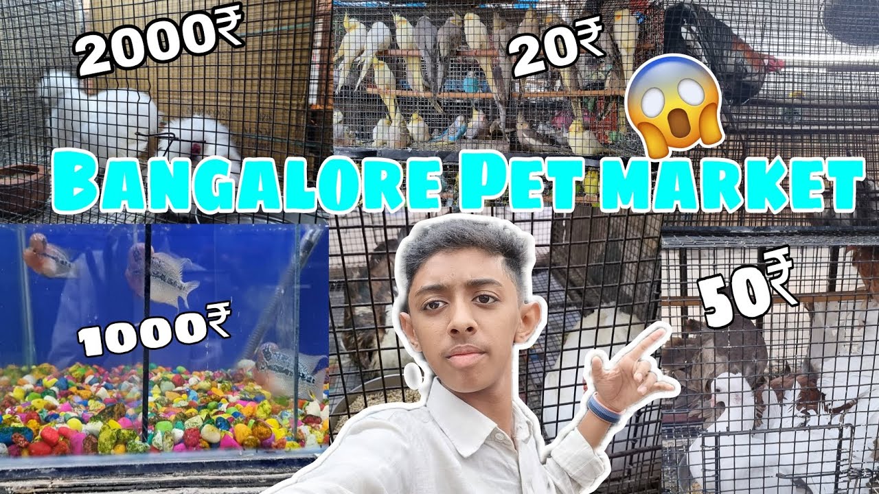 Bangalore pet market🔥||Wet pets aquarium shivajinagar||