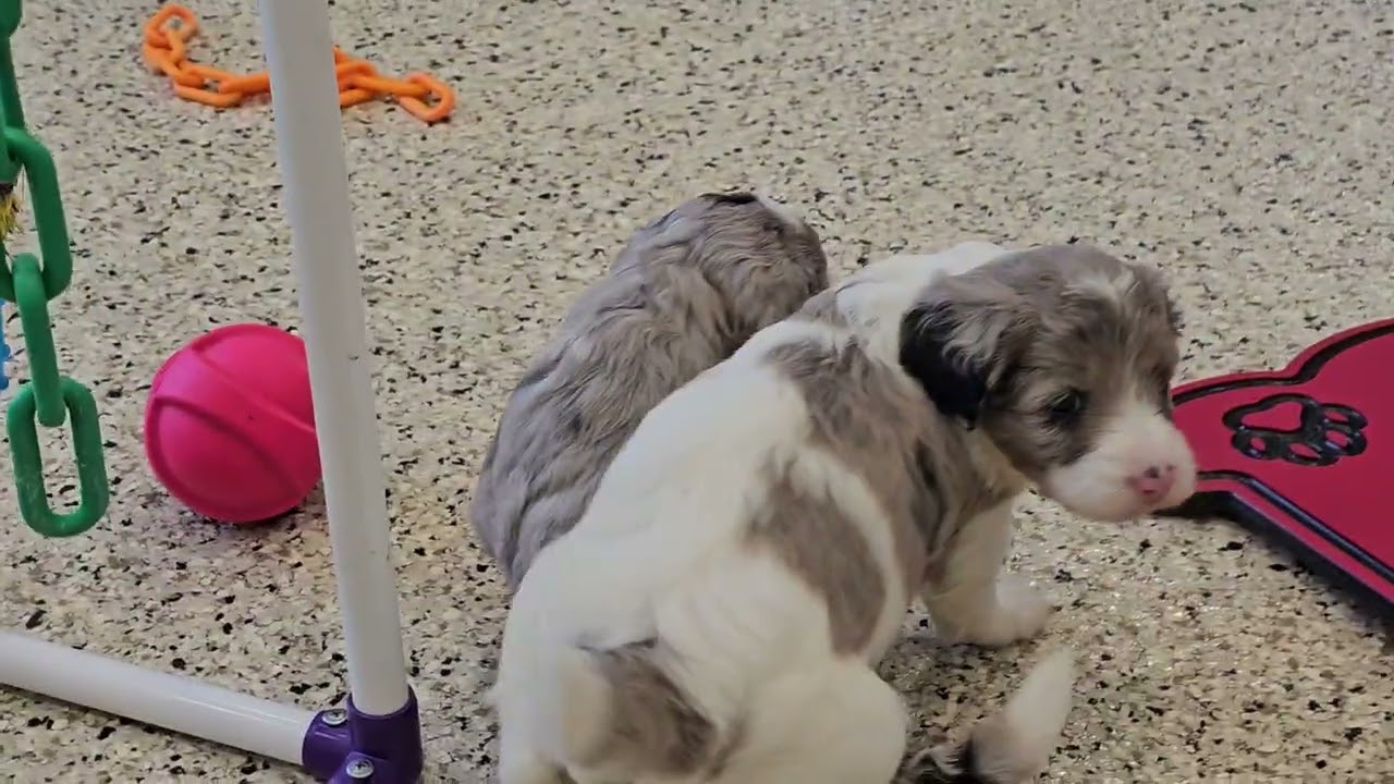 Cute Puppy Video Shiloh & Blake Mini Sheepadoodle puppies 