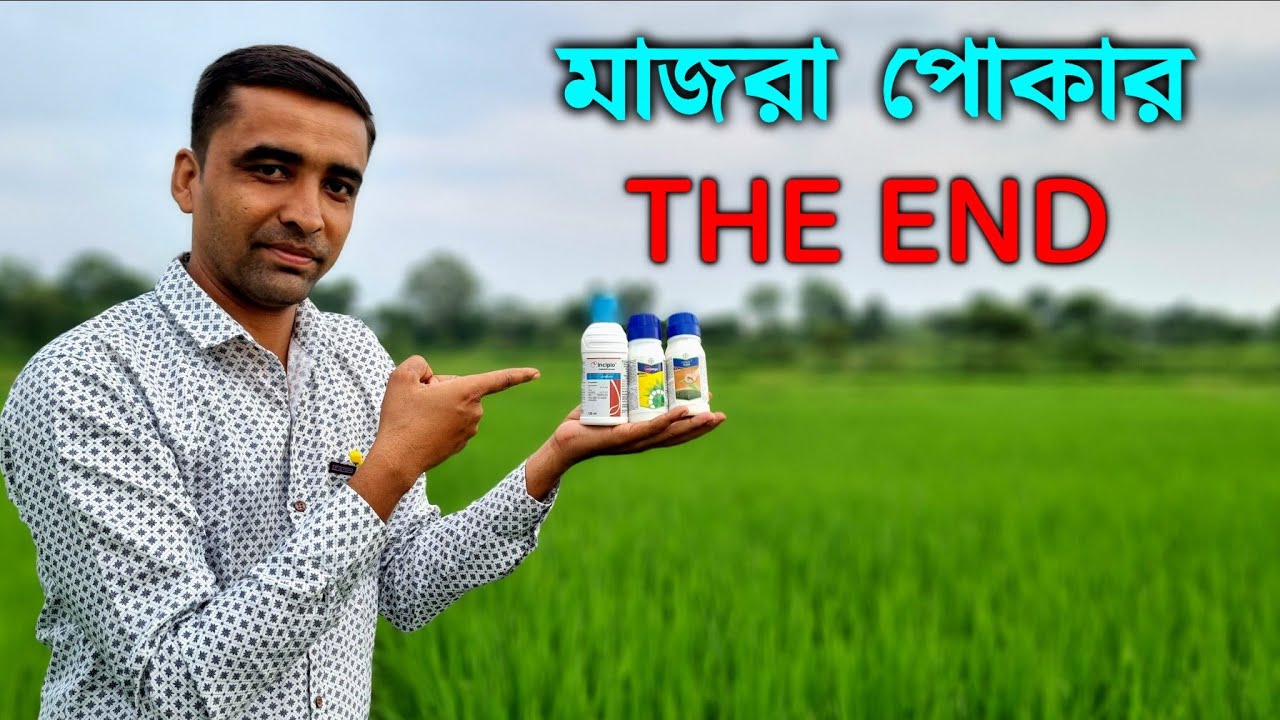এই তিনটি কীটনাশক প্রয়োগ করে সহজেই মাজরা পোকা দমন করুন। #incipio #vayego ভারত ও বাংলাদেশের জন্য।
