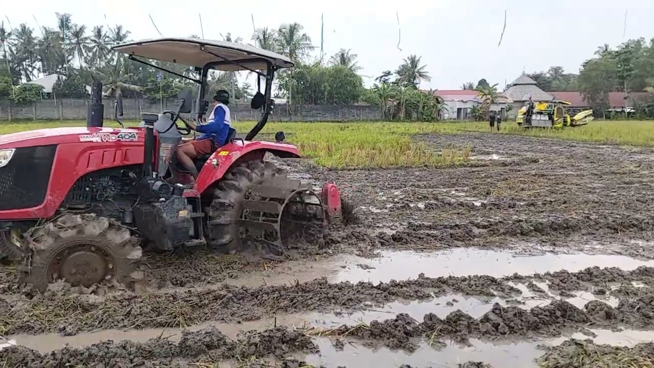 Petani#padi #sawah desa purworejo