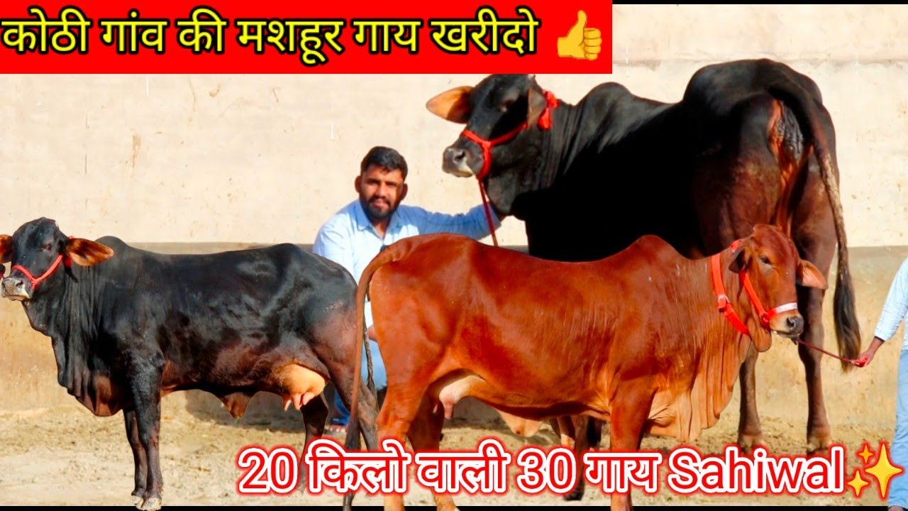 💫कोठी गांव की मशहूर गाय खरीदो 👍 20 किलो दूध बाल्टी वाला तोल कर Champion Sahiwal 🏆 3 Cow Sahiwal ✨