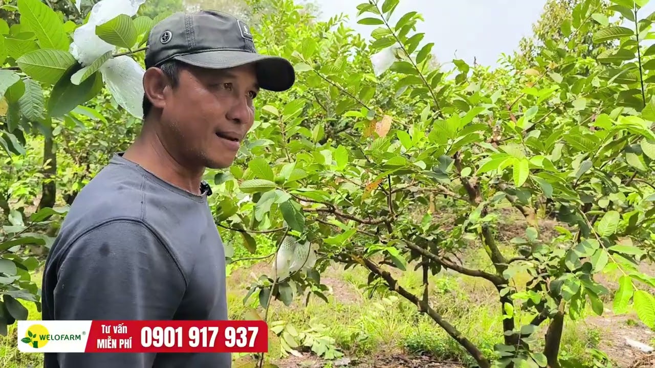 CÁCH TỈA CÀNH ỔI ĐỂ CÂY NHANH RA TRÁI NĂNG SUẤT CAO