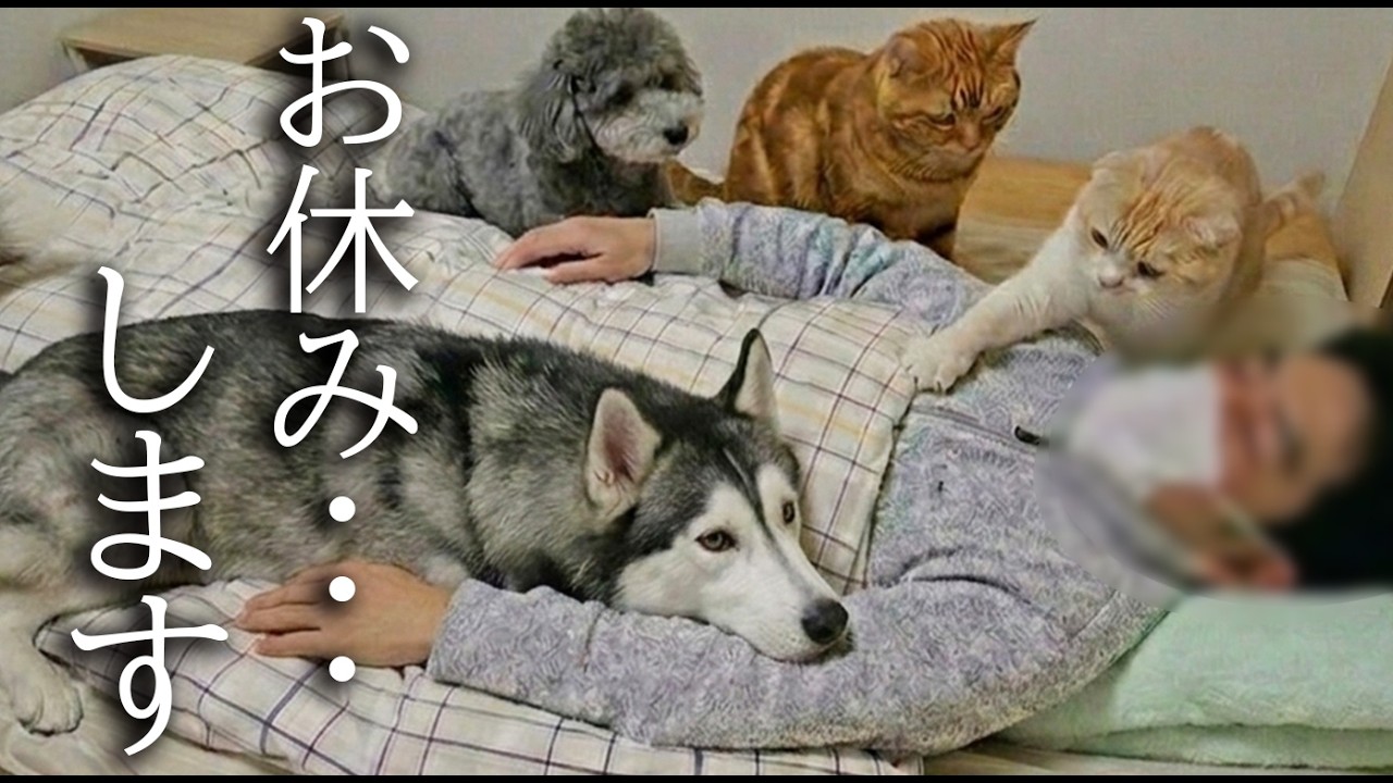 動画投稿を続けられなくなりました...