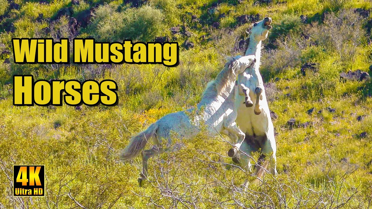 Salt River Wild Mustang Horses & Wildflowers