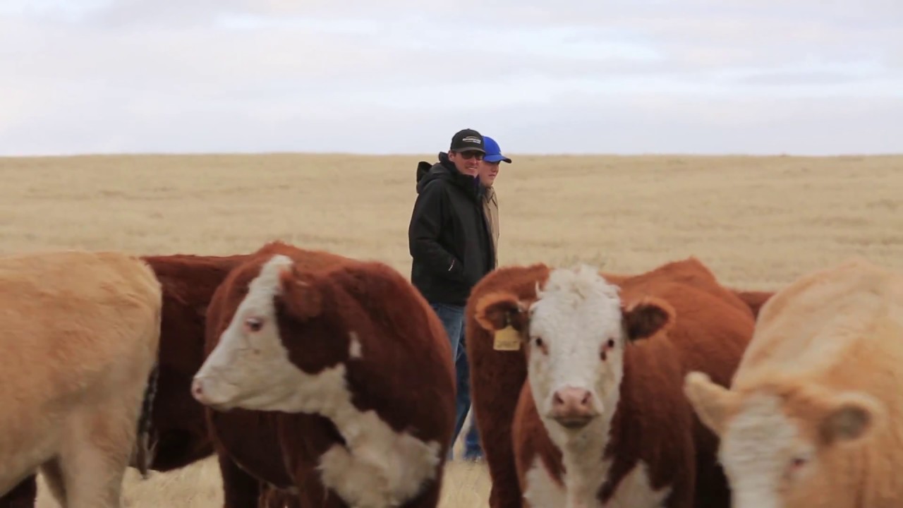 Donald Banford - Commercial Cow Calf Operator, SK