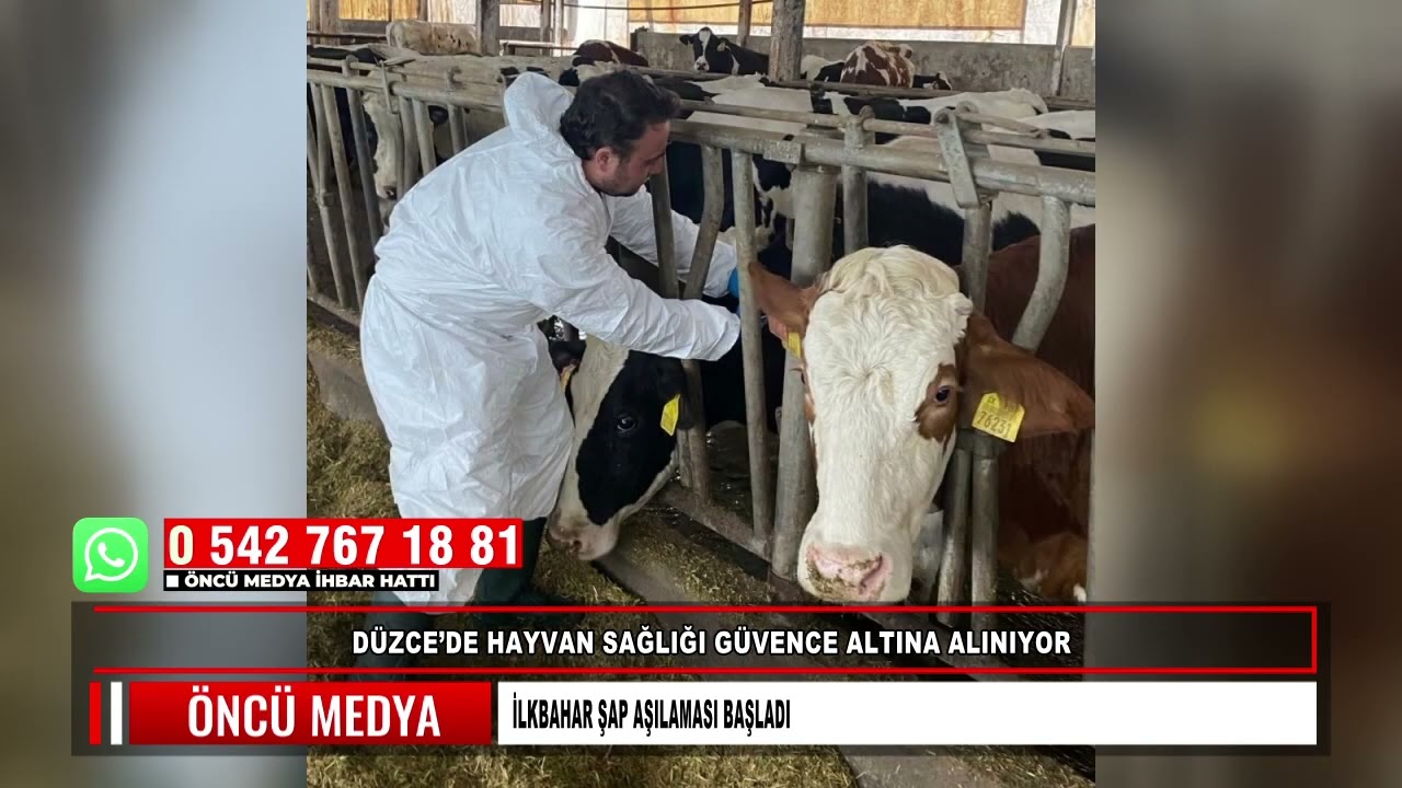 DÜZCE’DE HAYVAN SAĞLIĞI GÜVENCE ALTINA ALINIYOR İLKBAHAR ŞAP AŞILAMASI BAŞLADI