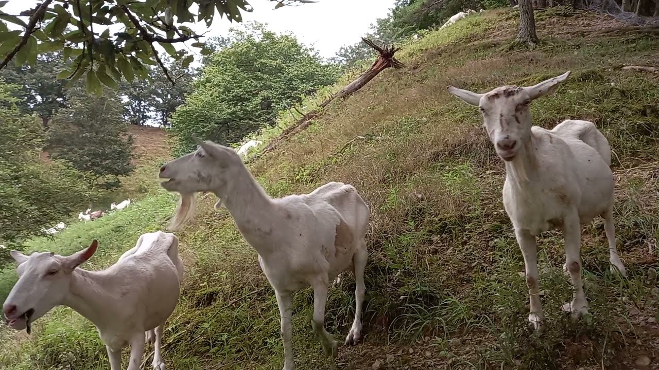 해맑은목장 산양유