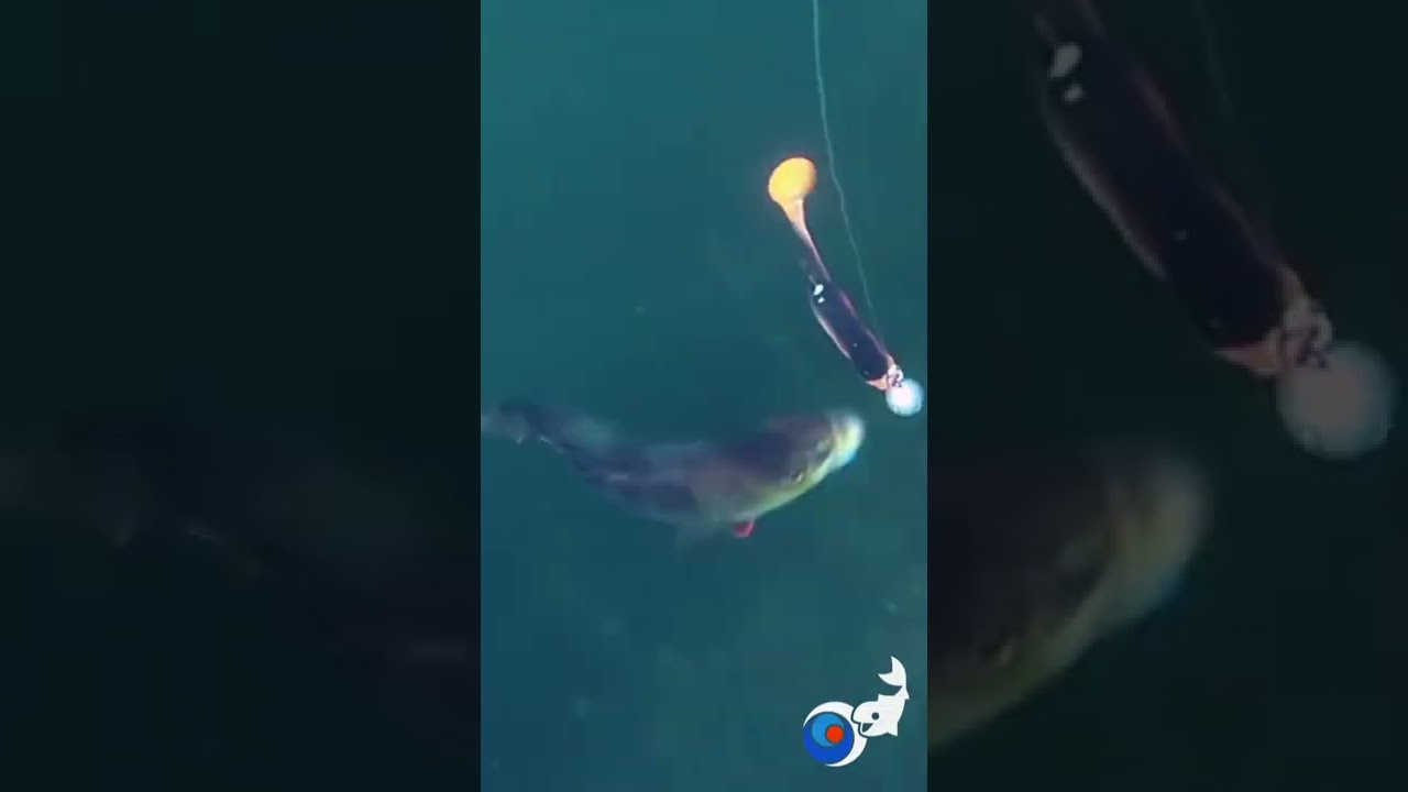 Angelk&ouml;der Raubfisch Gummifische zum Angelerfolg