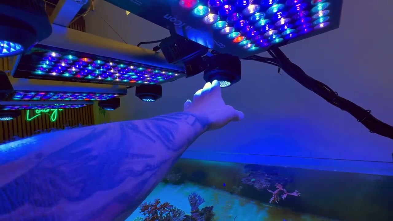 Mein Meerwasseraquarium Juli 25   Atlantik Felsen  mit Zooplankton