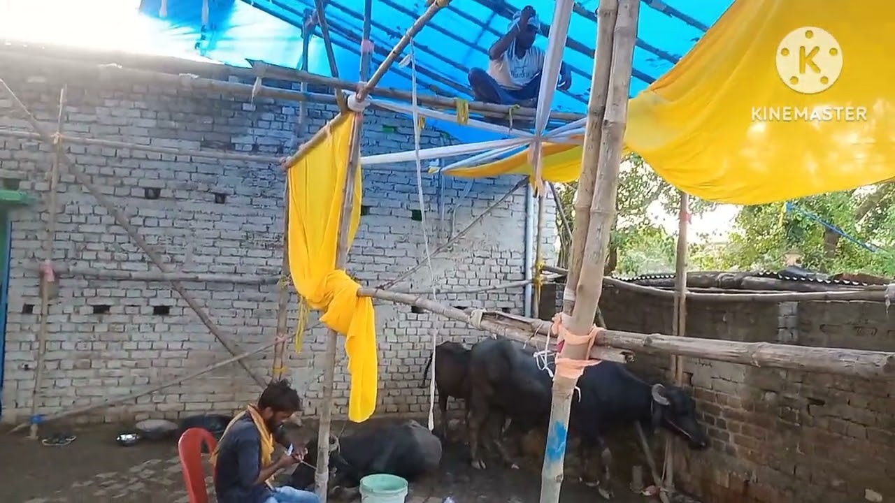Complete Caught to Waterproof#Pandal Making#decoration #mafiaevent #vlog