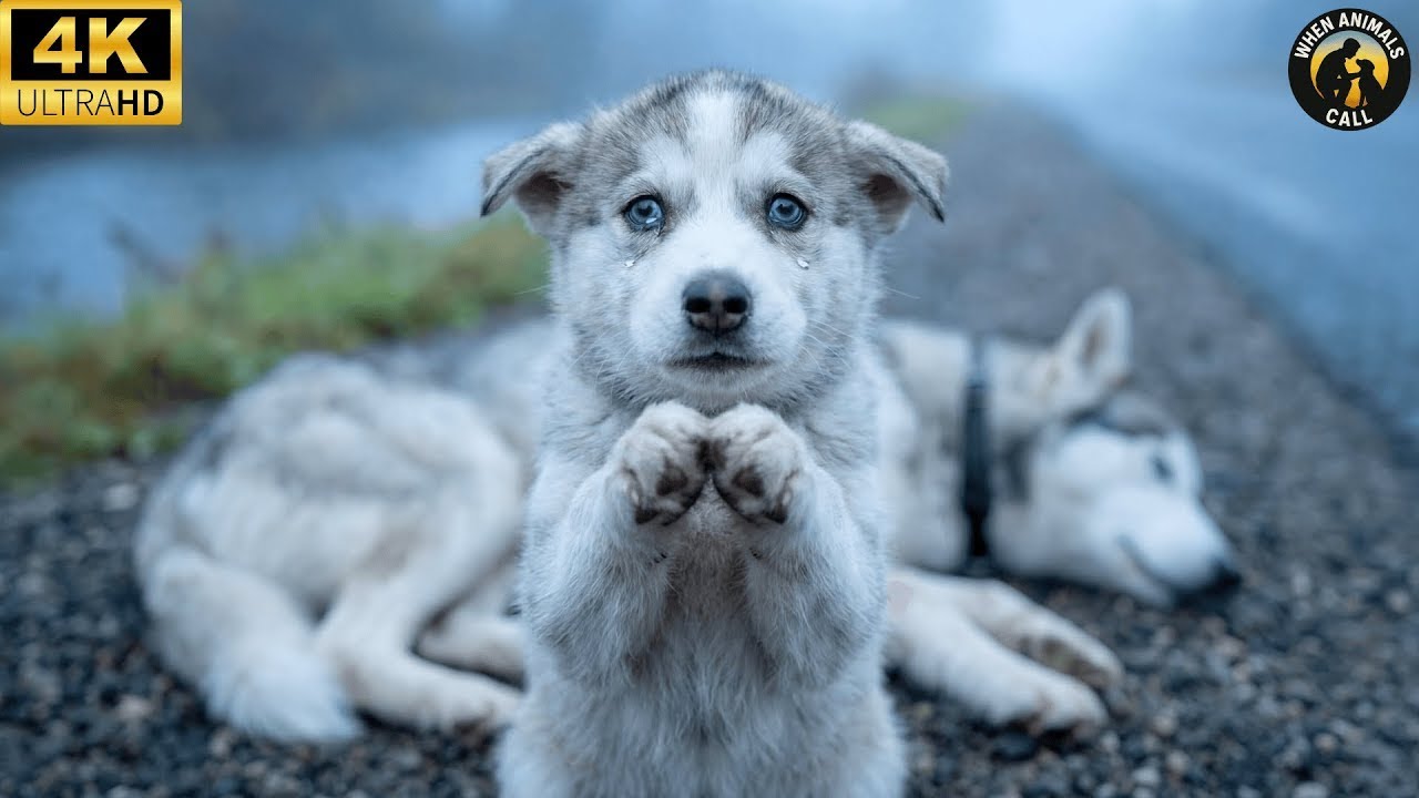„Mami, prosím, probuď se.“ Štěně husky prosí cizí lidi o pomoc.