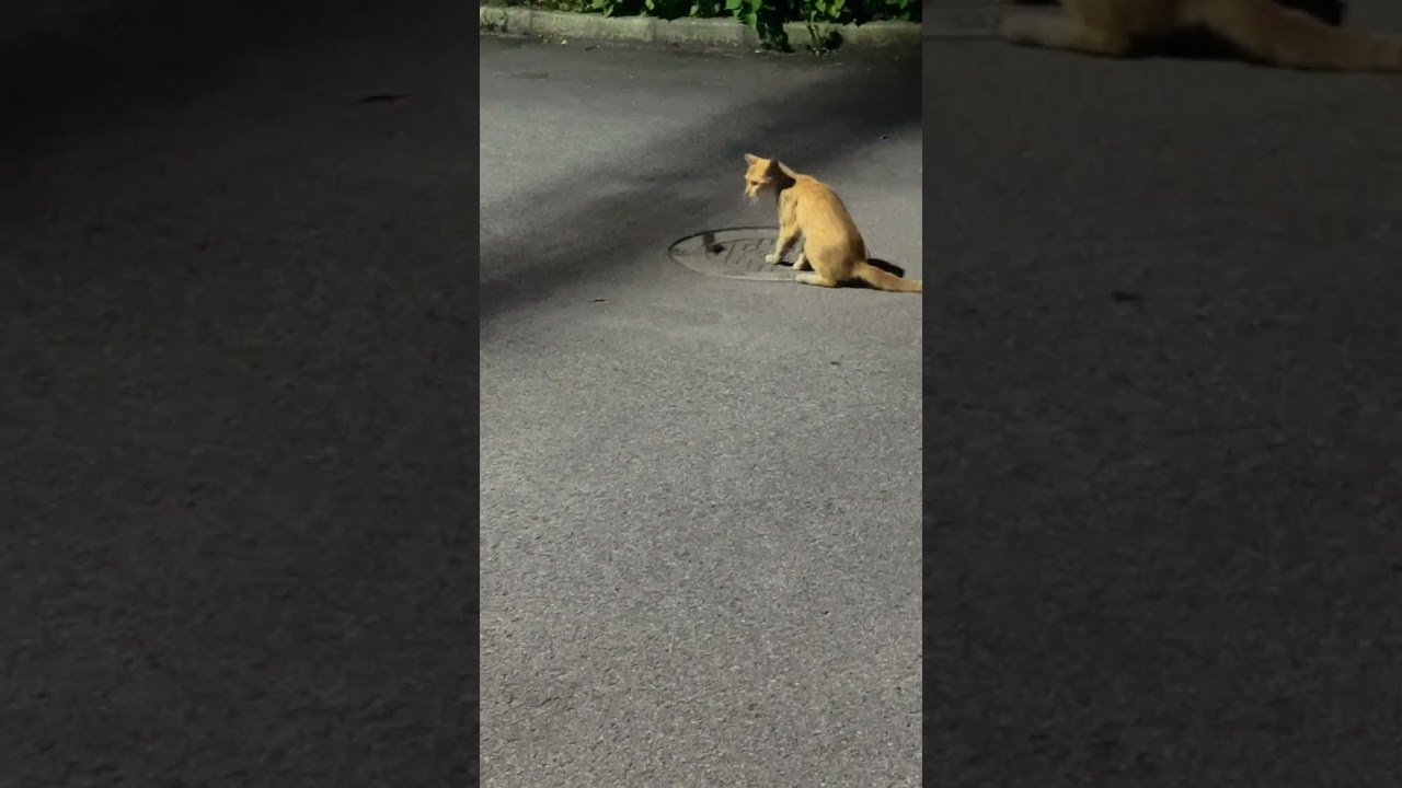 小黄发现了老鼠#cat #猫 #shorts