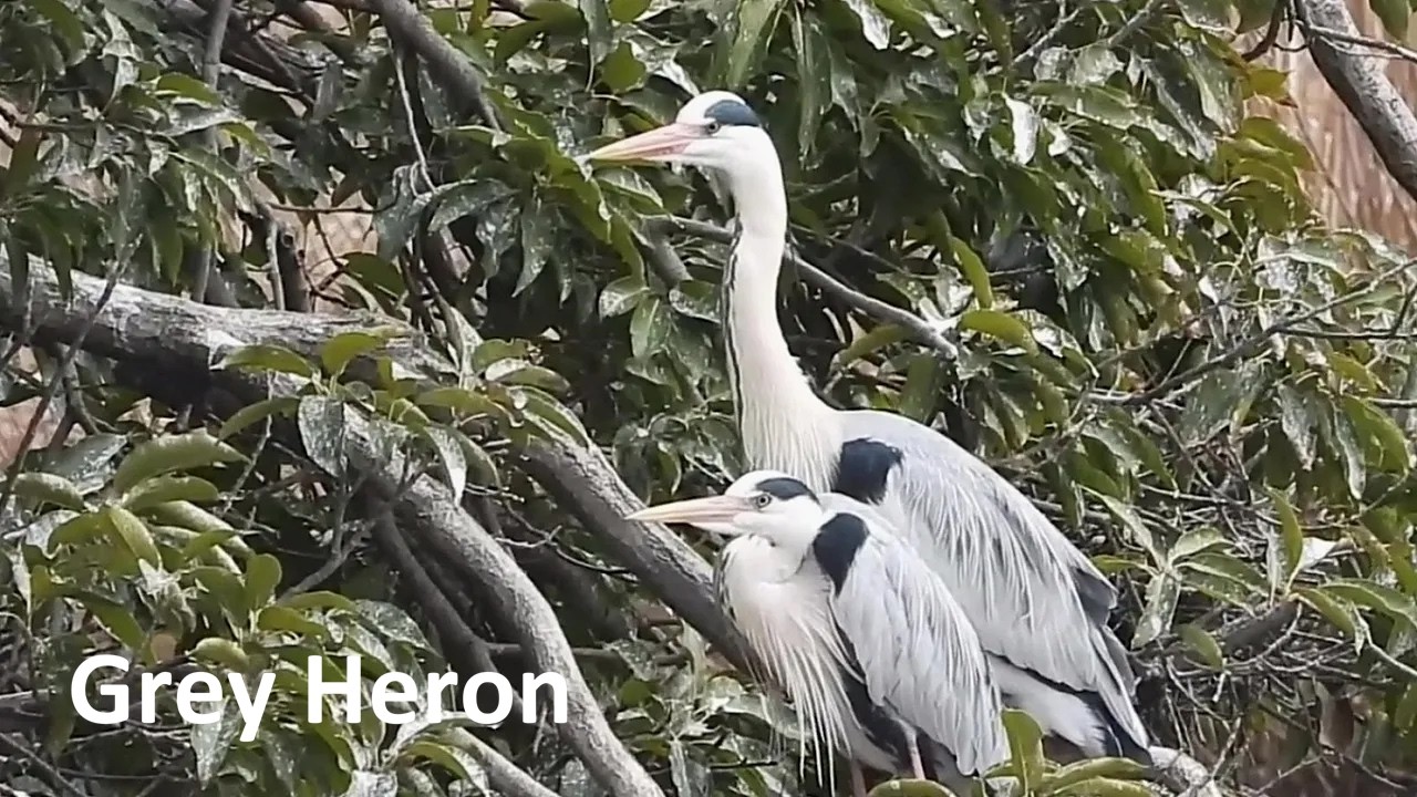 Heron's Nesting Journey : From Tree to Pond for Branches