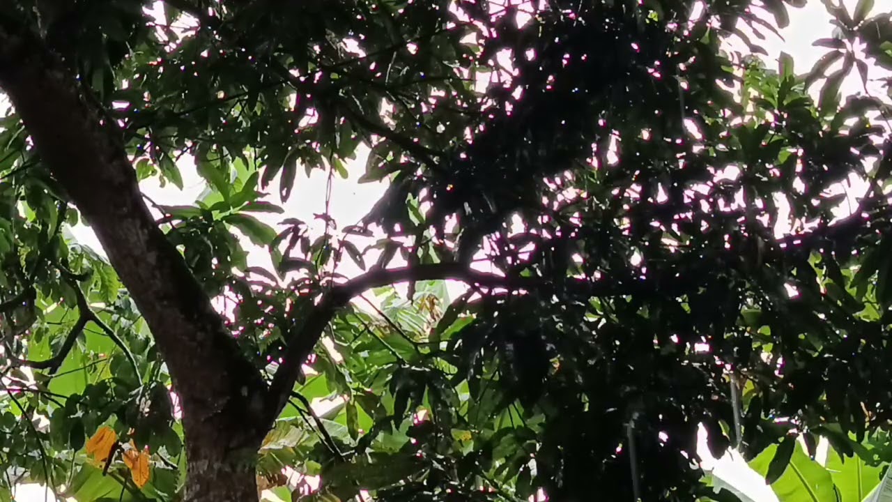 Rain Under The Tree With Original Sound