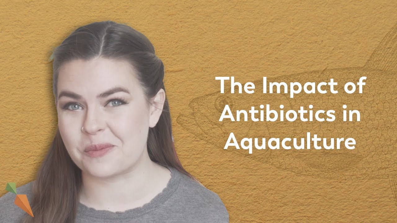 Antibiotics In Aquaculture: How Dangerous Are They Really? | FoodUnfolded Explains