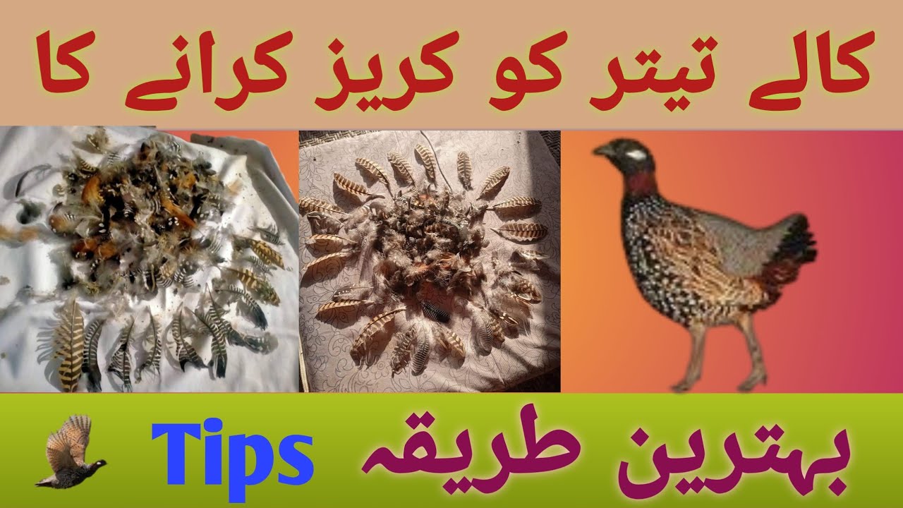 kalaTeetar ko Kureez Krwany ka mukmal Tarika#kalateetar#birds#viral #sindhiteetar#blackfrancolin