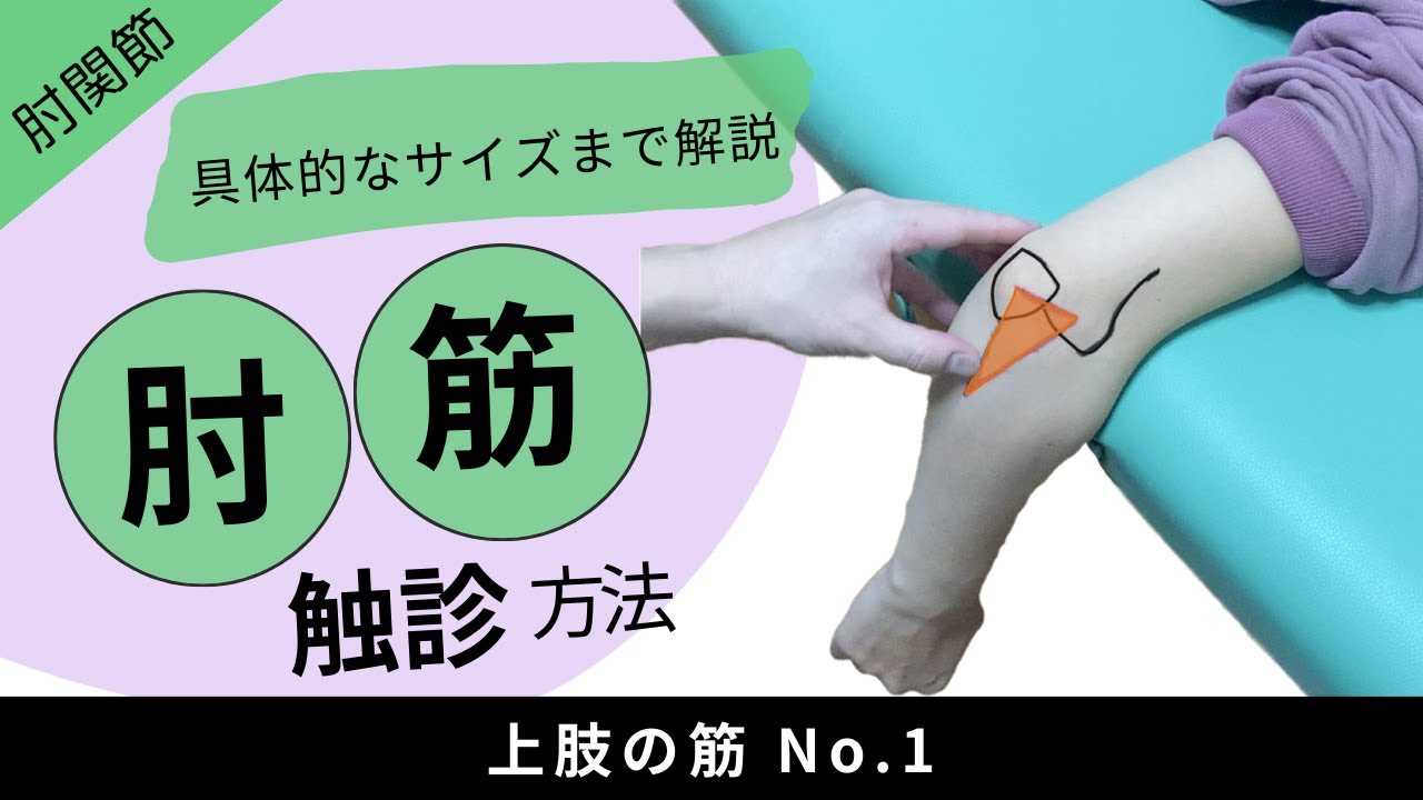 肘筋の触診方法